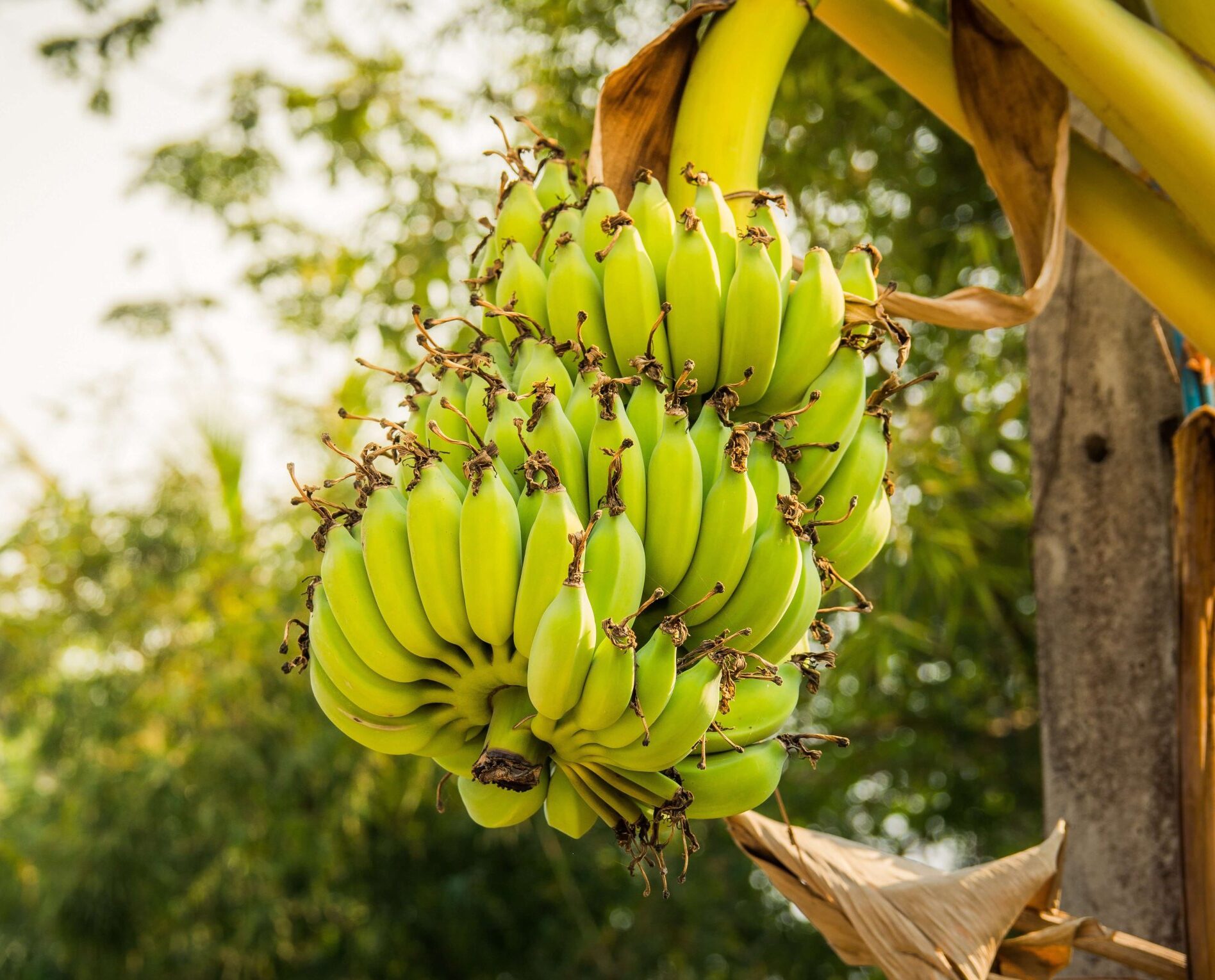Banana tree